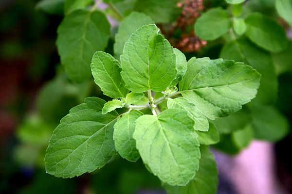 Basil Leaf