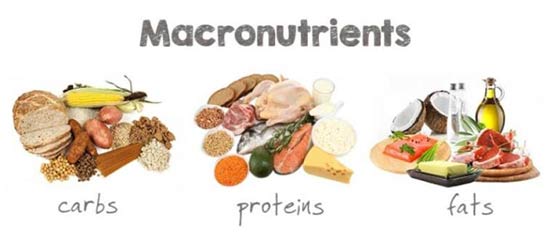 Macronutrients Matter