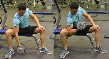 Seated Concentration Muscle