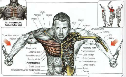 Pectoralis major best sale and minor exercises