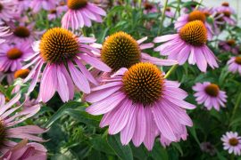 Echinacea