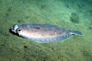 Analysis of 10 Fish Species Shows Extremely High Nutritional Levels