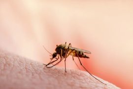 Major Flaw Unearthed in Malaria Diagnostics, Raises Concerns