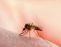 Major Flaw Unearthed in Malaria Diagnostics, Raises Concerns