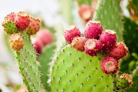 Health Benefits: Navigating Prickly Pear Cactus Spines for Wellness