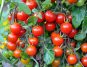 Exploring the Health Benefits of Cherry Tomatoes