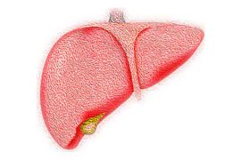 Resistant Starch Supplement Reduces Liver Triglycerides in Fatty Liver Disease Patients