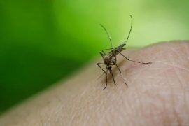 6 Ayurvedic Ingredients and Remedies to Accelerate Dengue Recovery