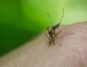 6 Ayurvedic Ingredients and Remedies to Accelerate Dengue Recovery
