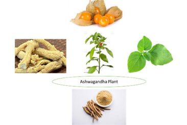 Benefits of different parts of ashwagandha