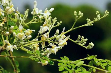 Power of Drumstick Flowers: Managing High Blood Pressure and More, According to Nutritionists