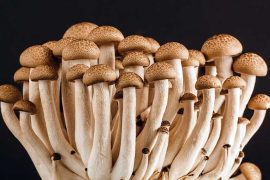 Mushrooms as Medicine: Small Doses Show Promise in Treating Mental Illness