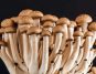 Mushrooms as Medicine: Small Doses Show Promise in Treating Mental Illness