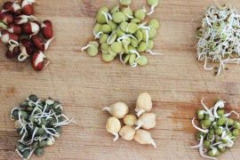 Embrace Nutrient-Packed Sprouts for Immunity Boost and Sustained Energy