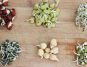 Embrace Nutrient-Packed Sprouts for Immunity Boost and Sustained Energy