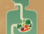 Gentle Choices for a Sensitive Stomach: Discover the Best Foods and Drinks to Soothe Digestive Discomfort