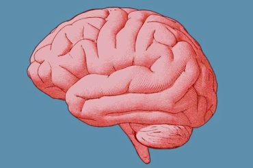 Researchers Uncover Brain Regions Linked to Decision-Making in Helping Behaviors