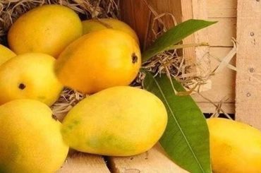 FSSAI Alerts Public: Calcium Carbide in Mango Ripening Poses Health Risks