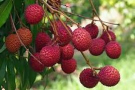 Optimal Lychee Intake for Weight Management & Health Benefits
