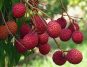 Optimal Lychee Intake for Weight Management & Health Benefits