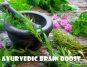 Ayurvedic Brain Boost: Herbs for Enhanced Cognitive Health