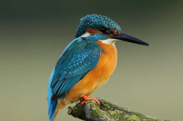 The Mental Health Benefits of Bird Watching