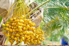 Discover Delicious Ways to Enjoy Barhi Dates in Your Diet