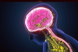 Key Factors for a Healthy and Regulated Nervous System