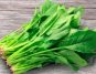 Mustard Greens: The Vibrant Superfood Your Plate Needs Now