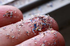 Microplastics Are Everywhere—Are They Harming Us?