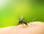 Zika vs Dengue: Diagnosis Challenges and Mosquito Bite Prevention Tips