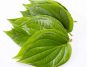 Benefits of Chewing Betel Leaves When Uric Acid Levels Increase in the Body