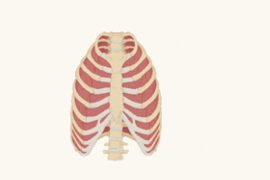 Study: Both High and Low BMIs Impact Lung Function in Children