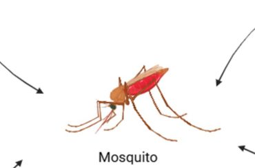 Summer and Malaria: Doctor Highlights Key Risk Factors That Increase Infection Chances