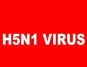 H5N1 Bird Flu