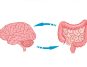 Obesity May Cause Changes in the Gut and Brain That Cause Anxiety