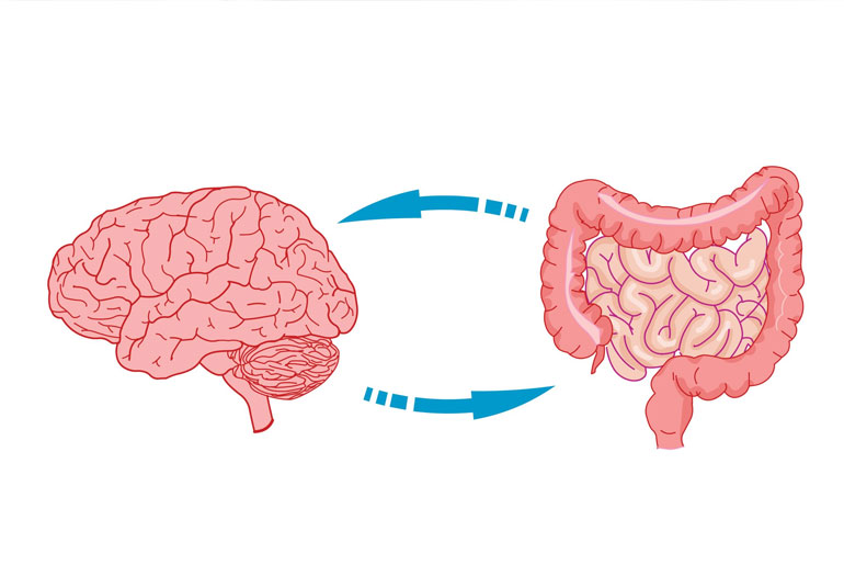 Obesity May Cause Changes in the Gut and Brain That Cause Anxiety Obesity May Cause Changes in the Gut and Brain That Cause Anxiety