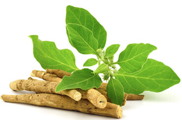 Ashwagandha Tea