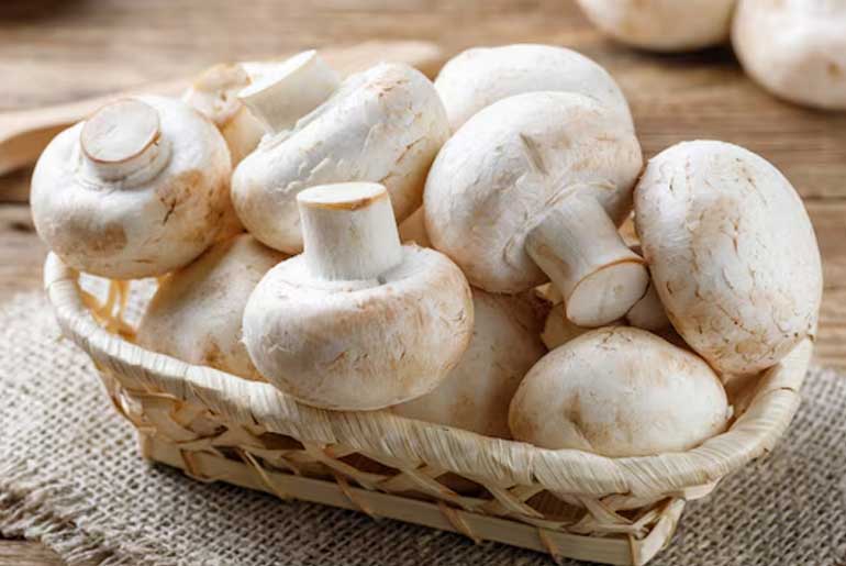 Indian Mushrooms