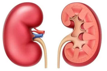 Weight Gain Warning: The Effects on the Heart, Kidney, and Gut