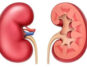 Weight Gain Warning: The Effects on the Heart, Kidney, and Gut