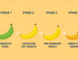 Gut Expert Says Slightly Green Bananas Have More Advantages
