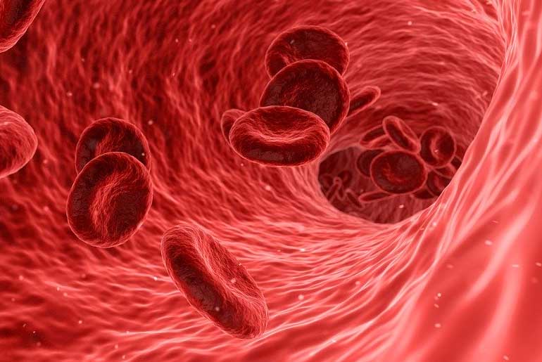 Study Shows Blood Molecules Have a Startling Anti-Aging Potential