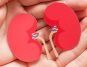Your Kidneys